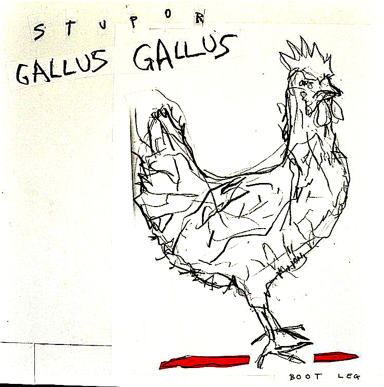 gallus-gallus